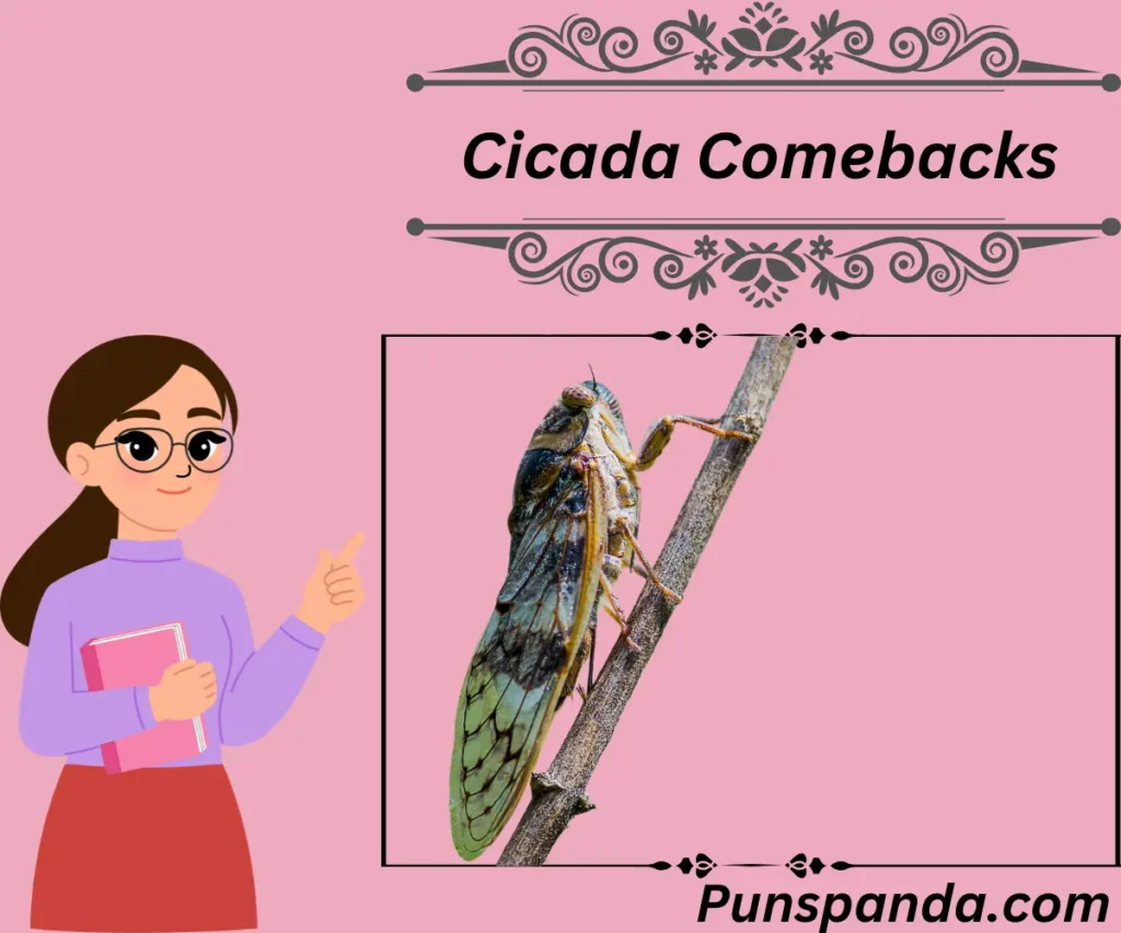 Cicada Comebacks