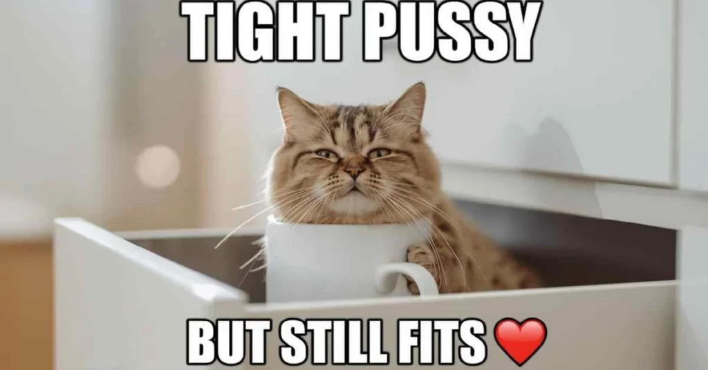 Funny meme of a cute cat squeezed tightly into a small box, showing the classic “cats are liquid” moment in a playful, wholesome way.